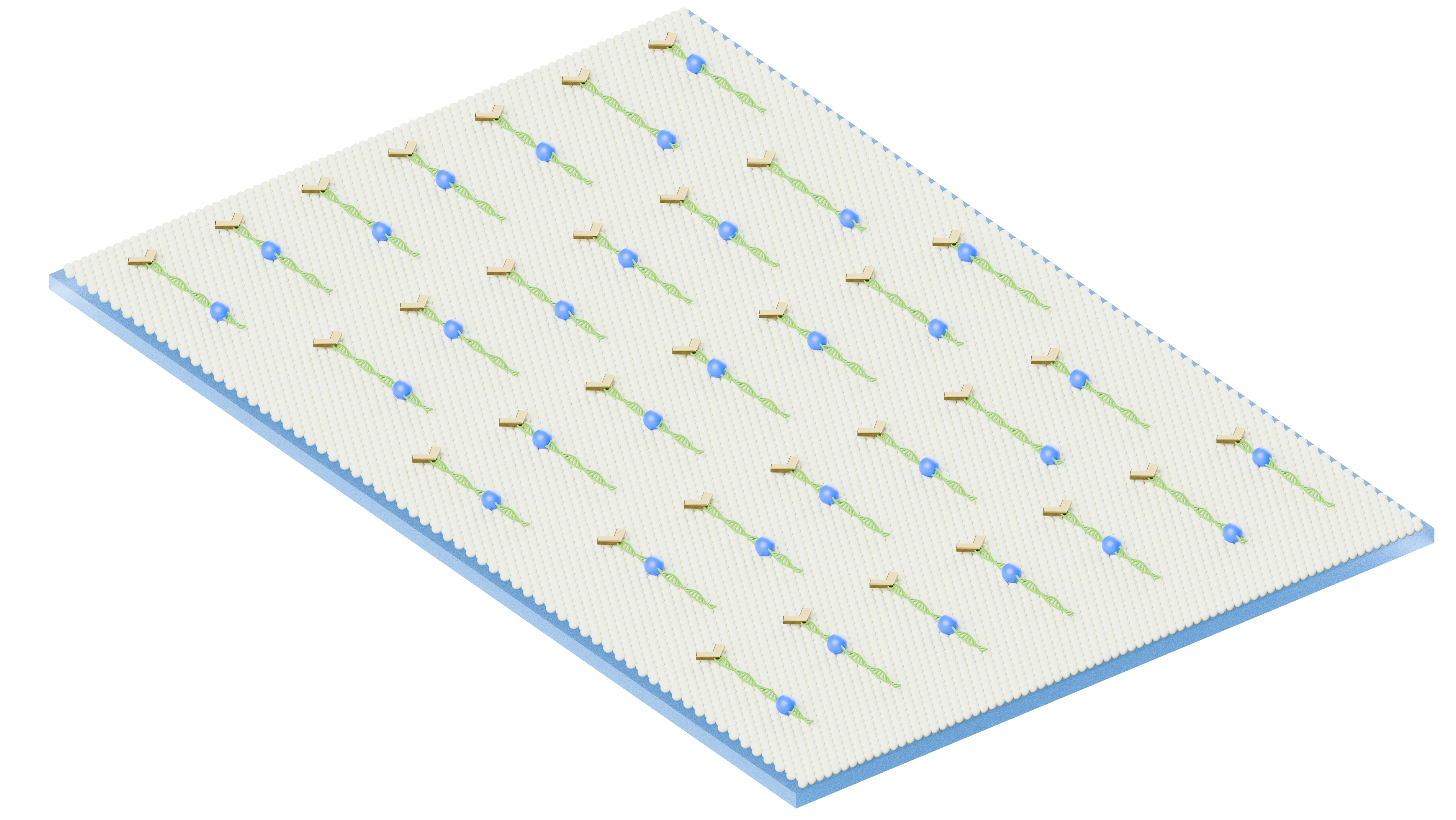 DNA Curtain — aligned DNA molecules on glass surface