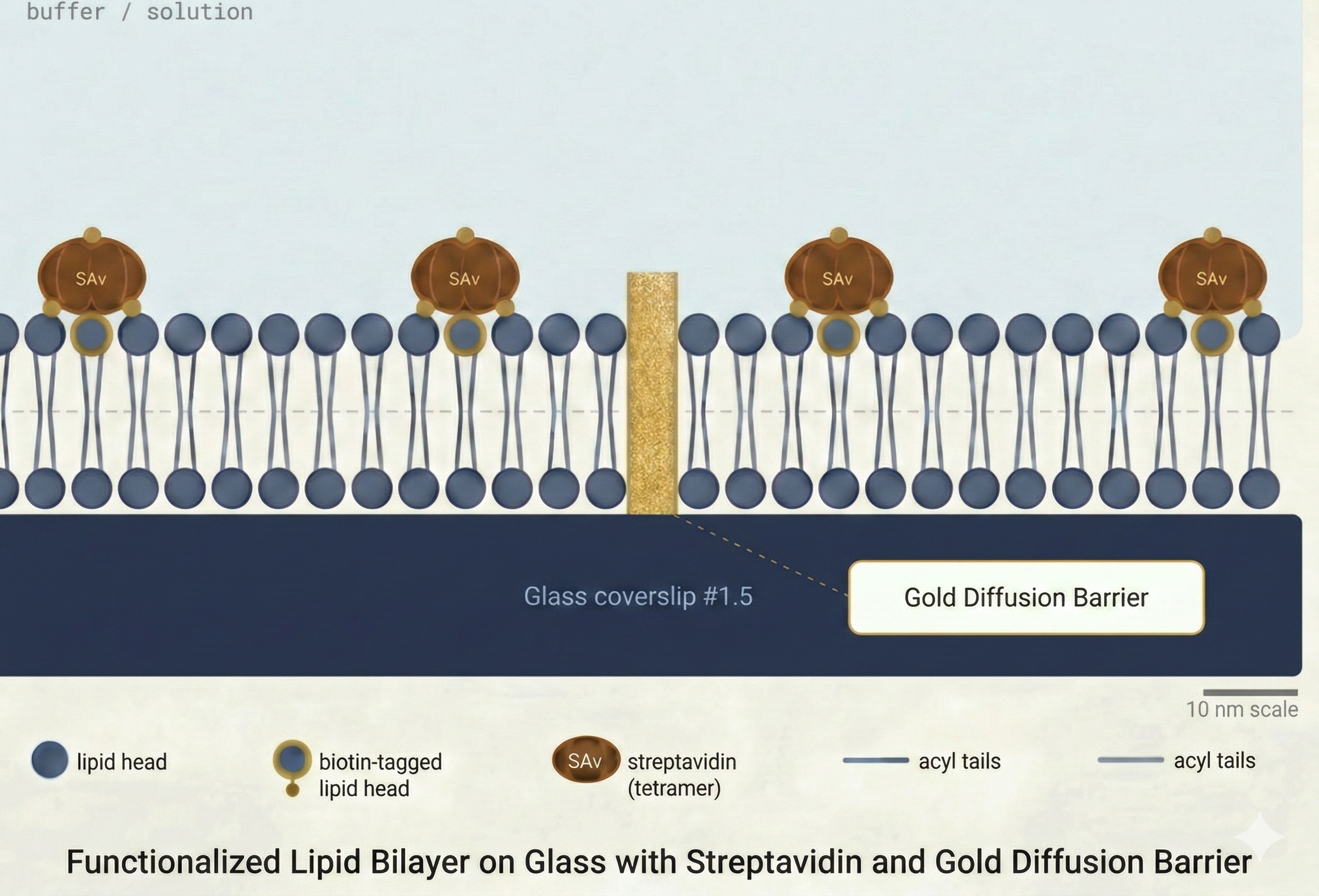 Functionalized lipid bilayer on glass coverslip with streptavidin and gold diffusion barrier