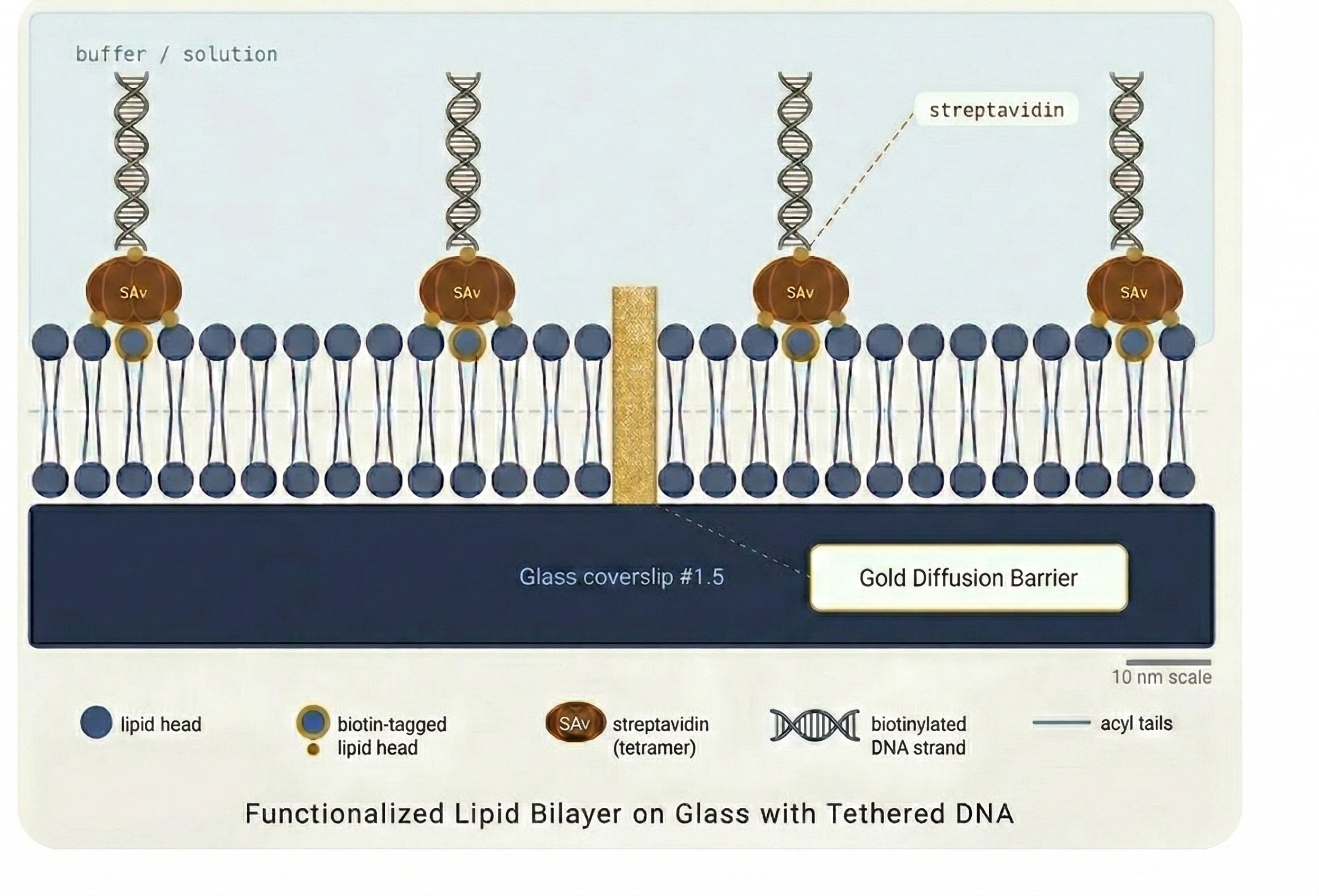 DNA molecules tethered to the lipid bilayer via biotin-streptavidin, extended by hydrodynamic flow toward the nanofabricated barrier