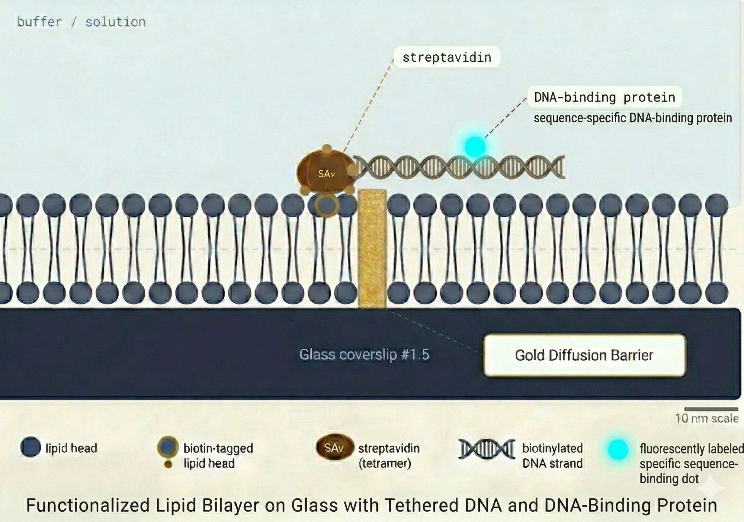 DNA Curtain — aligned DNA molecules at barrier with fluorescent protein spots, TIRF evanescent field, and kymograph inset